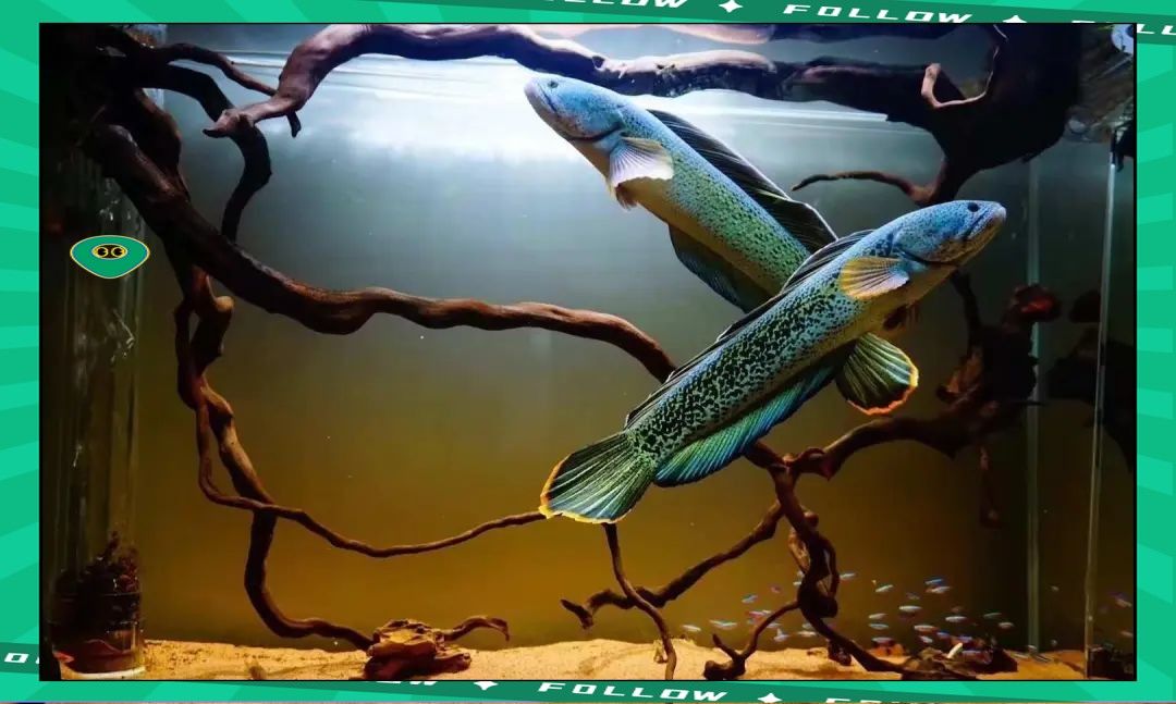 雷龍魚互動 雷龍魚互動 龍魚百科 第12張