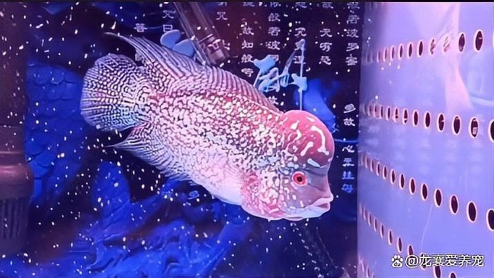 雷龍魚互動 雷龍魚互動 龍魚百科 第13張