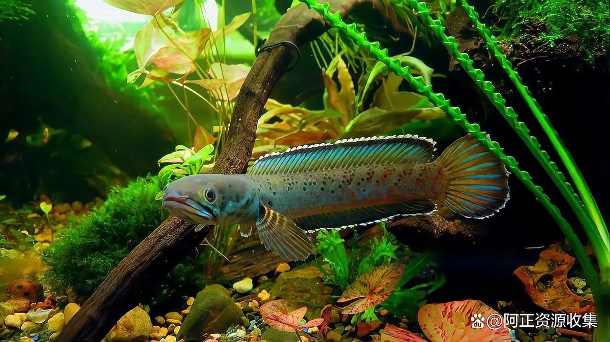 雷龍魚互動 雷龍魚互動 龍魚百科 第11張