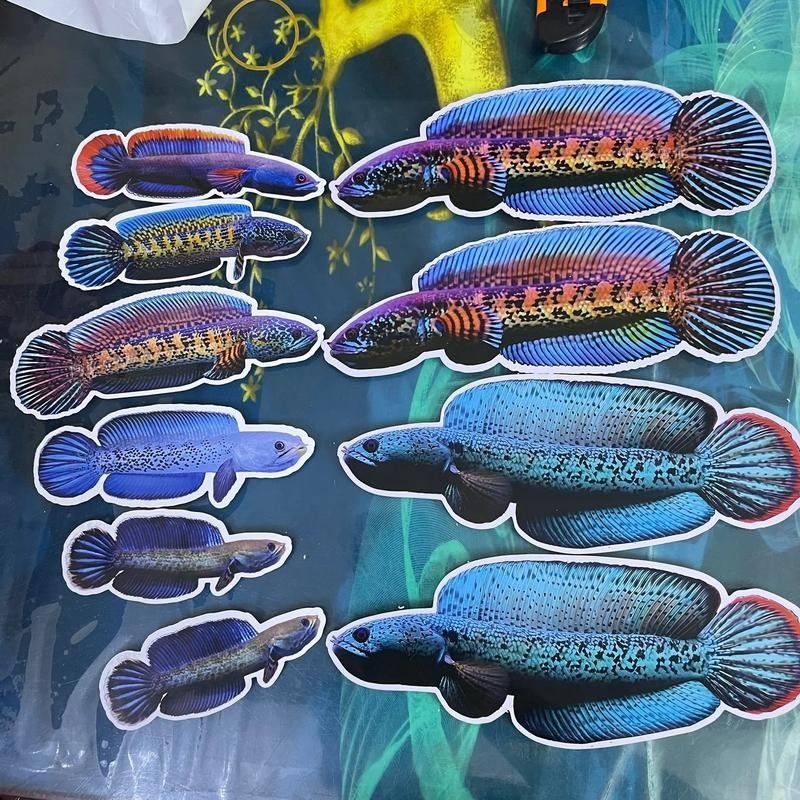 雷龍魚互動 雷龍魚互動 龍魚百科 第3張