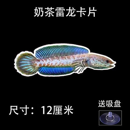 雷龍魚互動 雷龍魚互動 龍魚百科 第4張