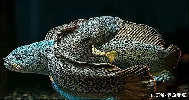 雷龍魚互動 雷龍魚互動 龍魚百科 第17張