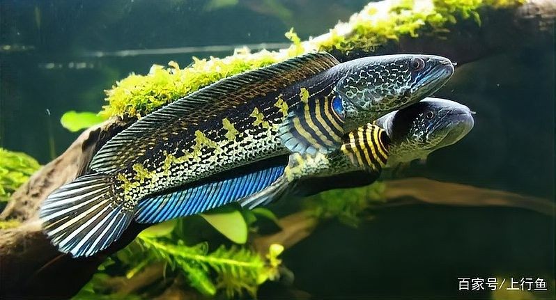 雷龍魚互動 雷龍魚互動 龍魚百科 第16張