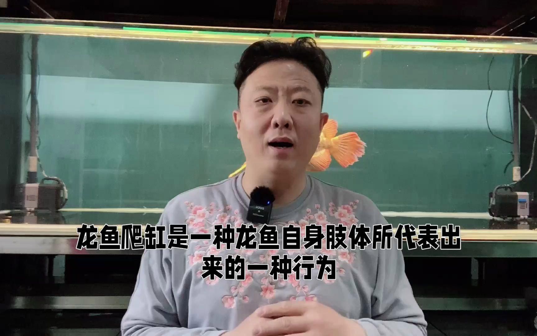 銀龍魚趴缸后如何判斷其生存狀態(tài)? 龍魚百科 第1張 銀龍魚趴缸后如何判斷其生存狀態(tài)? 銀龍魚趴缸后如何判斷其生存狀態(tài)? 龍魚百科 第1張