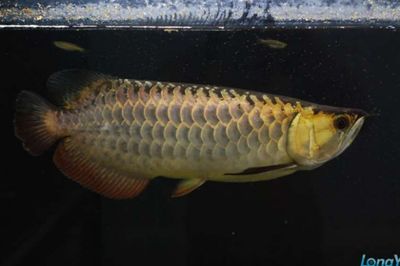 金龍魚選哪個品種：如何挑選金龍魚 金龍魚選哪個品種：如何挑選金龍魚 龍魚百科 第3張
