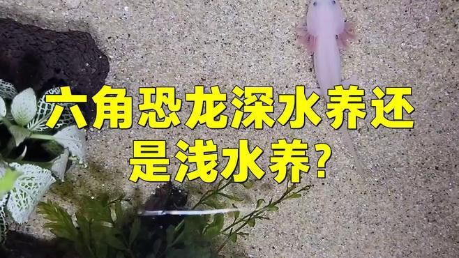 六角龍魚多少水合適