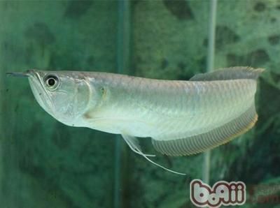 3斤重的銀龍魚多少錢一條（3斤重的銀龍魚價格一般在多少？）