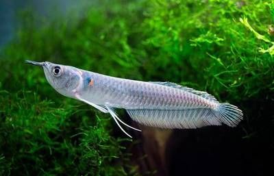 銀龍魚一直在魚缸上面游來游去（銀龍魚在魚缸上方游動(dòng)可能由多種因素引起，養(yǎng)魚師或獸醫(yī)或獸醫(yī)）