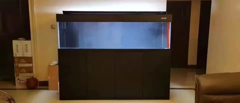龍魚魚缸水位高度多少合適養魚