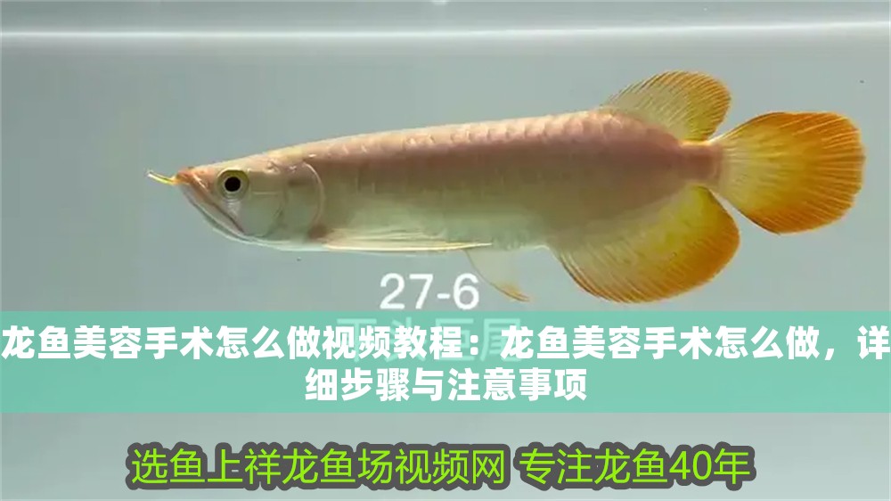 龍魚美容手術怎么做視頻教程：龍魚美容手術怎么做，詳細步驟與注意事項