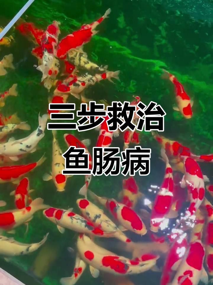 雷龍魚腸炎自愈后如何調理？