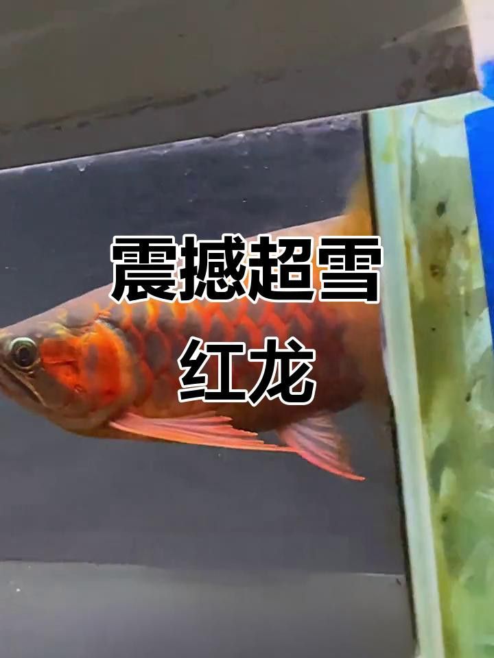 如何烹飪超血紅龍魚以保留其營養(yǎng)？