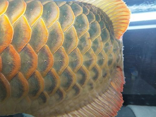 龍魚中的頂級(jí)品種有哪些? 龍魚百科 第6張 龍魚中的頂級(jí)品種有哪些? 龍魚中的頂級(jí)品種有哪些? 龍魚百科 第6張