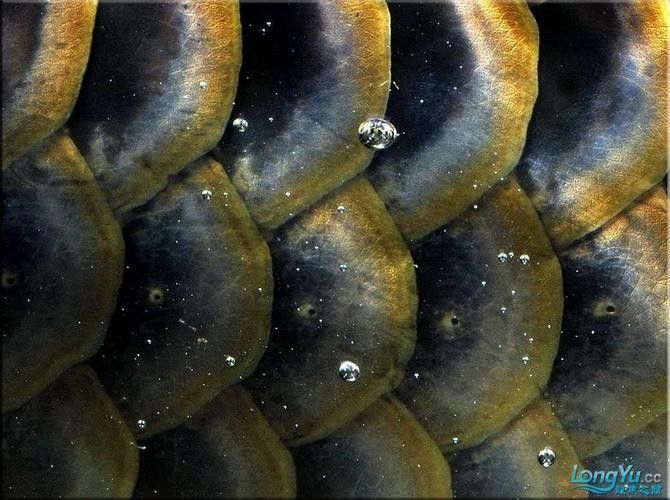 龍魚中的頂級(jí)品種有哪些? 龍魚百科 第3張 龍魚中的頂級(jí)品種有哪些? 龍魚中的頂級(jí)品種有哪些? 龍魚百科 第3張