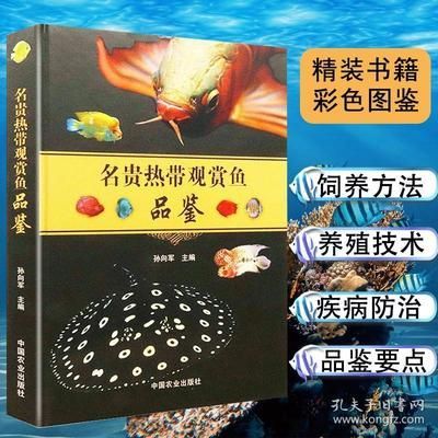 金龍魚適合新手嗎【養殖金龍魚的基本要求和技能】