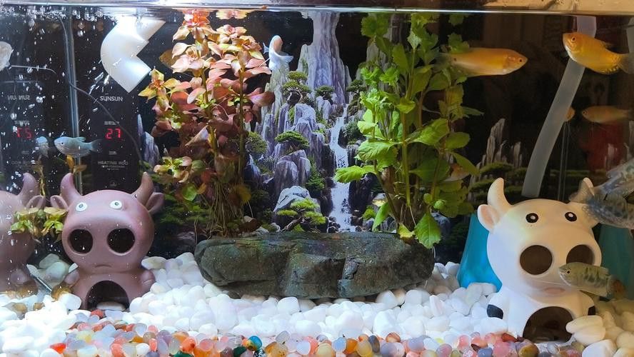 金龍魚造景圖 金龍魚造景圖 龍魚百科 第6張