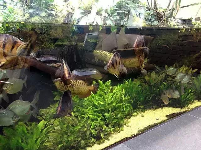 金龍魚造景圖 金龍魚造景圖 龍魚百科 第22張