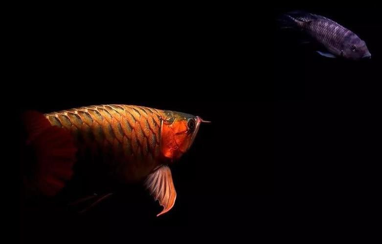 金龍魚造景圖 金龍魚造景圖 龍魚百科 第40張