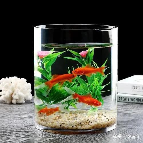 如何拍攝高質(zhì)量的招財龍魚圖片？