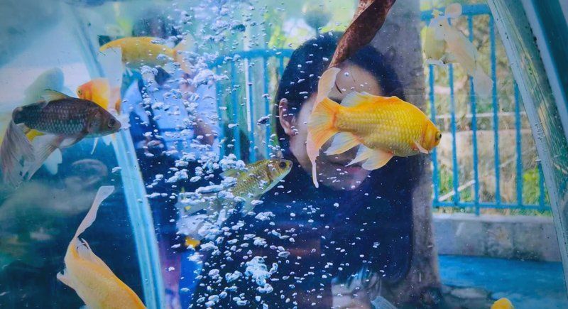 如何拍攝高質(zhì)量的招財龍魚圖片？