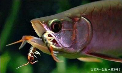 龍魚蜈蚣多久喂一次，：龍魚喂食蜈蚣的頻率應該是每周一次，龍魚蜈蚣多久喂一次 龍魚蜈蚣多久喂一次，：龍魚喂食蜈蚣的頻率應該是每周一次，龍魚蜈蚣多久喂一次 龍魚百科 第2張