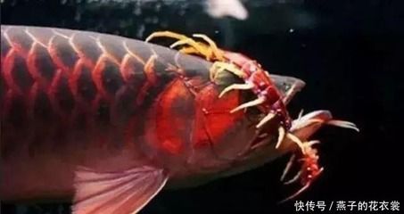 龍魚蜈蚣多久喂一次，：龍魚喂食蜈蚣的頻率應該是每周一次，龍魚蜈蚣多久喂一次 龍魚蜈蚣多久喂一次，：龍魚喂食蜈蚣的頻率應該是每周一次，龍魚蜈蚣多久喂一次 龍魚百科 第3張