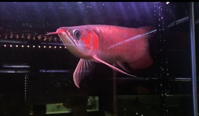 龍魚胡子軟了還能活嗎：龍魚胡須的健康狀況和未來可能的體型變化和未來可能的體型變化 龍魚胡子軟了還能活嗎：龍魚胡須的健康狀況和未來可能的體型變化和未來可能的體型變化 龍魚百科 第2張