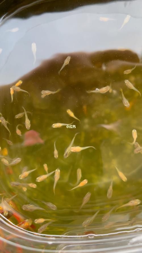 金龍魚幼苗圖片1cm