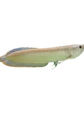 金龍魚幼苗圖片1cm