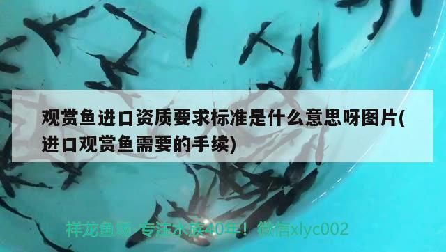 龍魚缸里長青苔怎么辦視頻（如何自制青苔清除劑？）