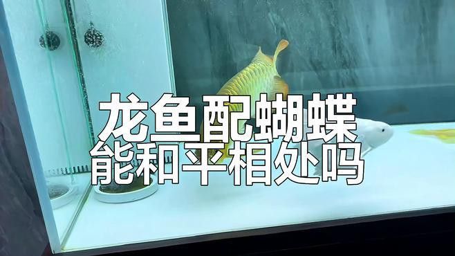 金龍魚和蝴蝶鯉混養 金龍魚和蝴蝶鯉混養 龍魚百科 第1張