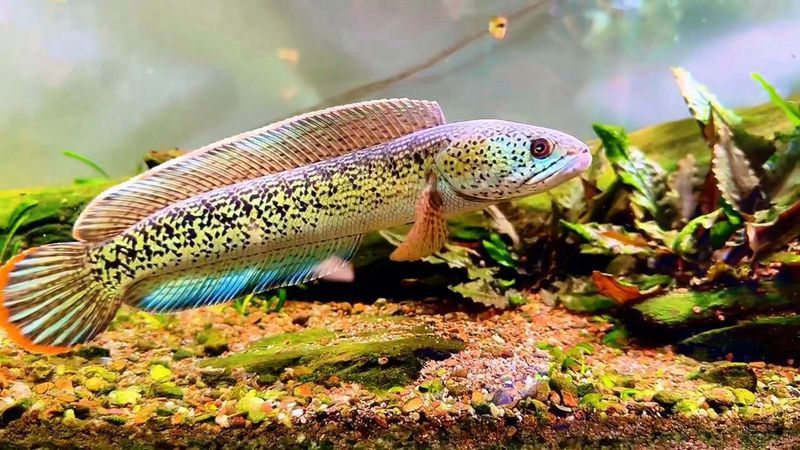 巴卡雷龍魚好養嗎怎么養活