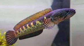 巴卡雷龍魚好養嗎怎么養活