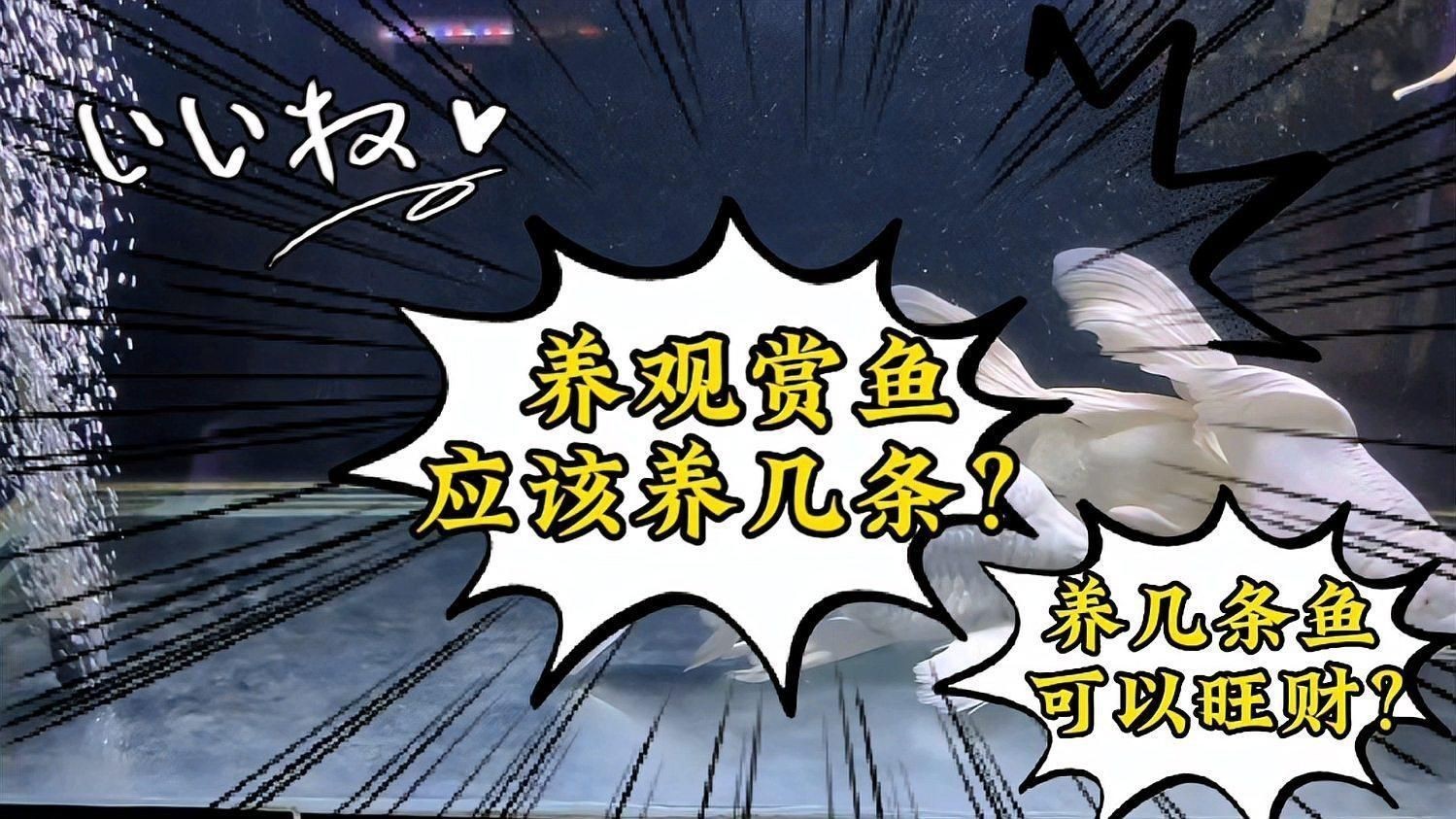 現(xiàn)代風水對養(yǎng)魚數(shù)量有何看法？ 現(xiàn)代風水對養(yǎng)魚數(shù)量有何看法？ 龍魚百科 第1張