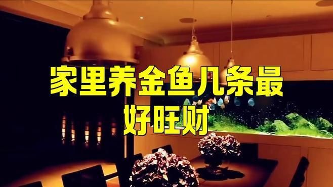 現(xiàn)代風水對養(yǎng)魚數(shù)量有何看法？ 現(xiàn)代風水對養(yǎng)魚數(shù)量有何看法？ 龍魚百科 第5張