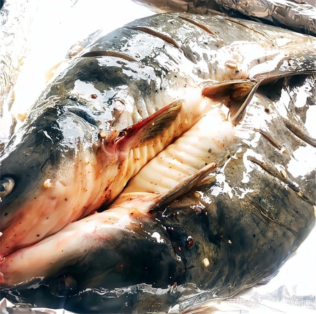 龍魚和烏魚哪個刺少