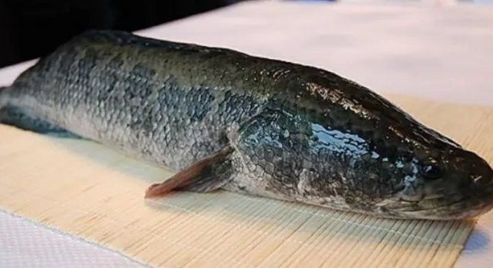 龍魚和烏魚哪個刺少