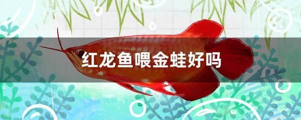 紅龍魚吃金蛙好嗎怎么喂養的：紅龍魚可以吃金蛙嗎