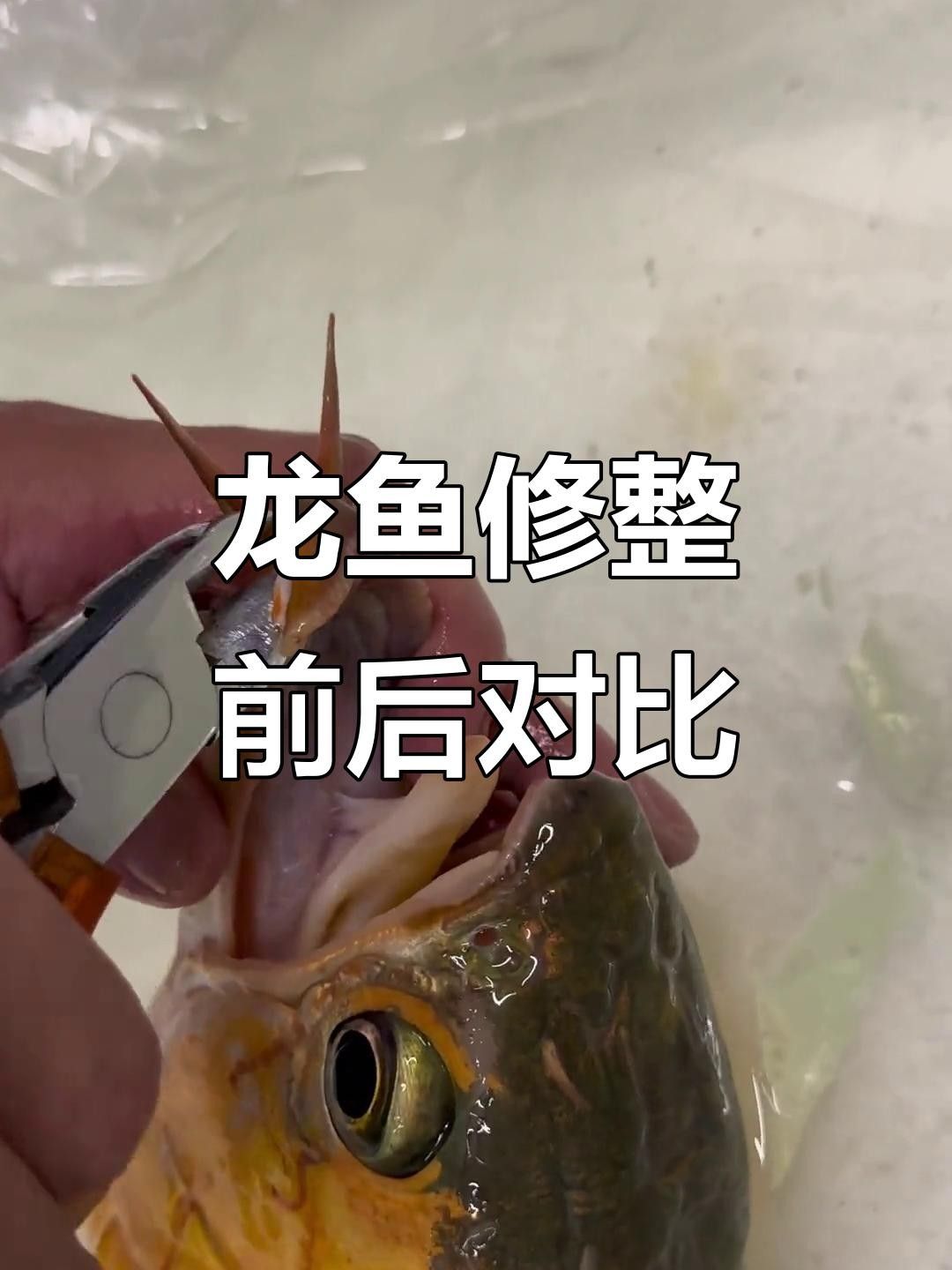 龍魚鰭爛手術(shù)費用是多少 龍魚鰭爛手術(shù)費用是多少 龍魚百科 第2張