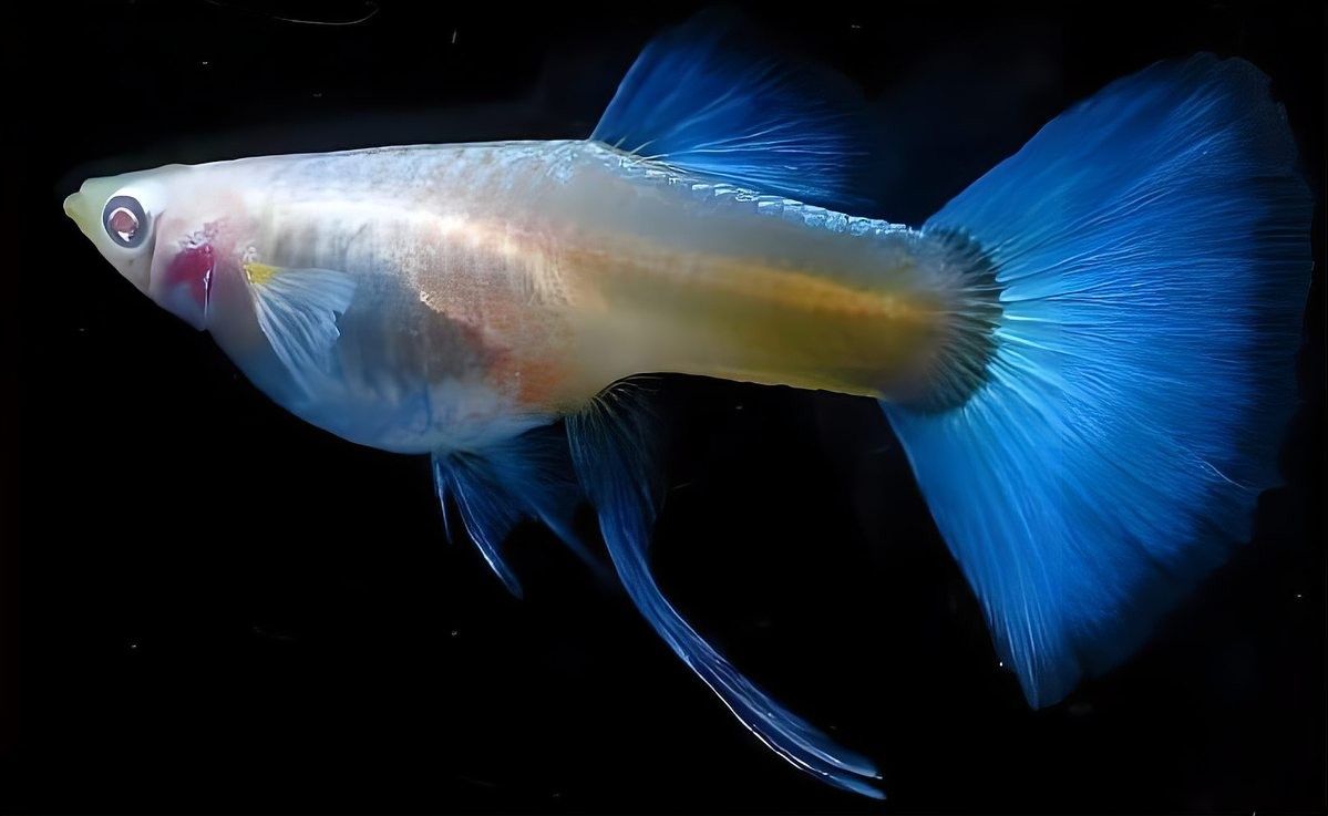 龍魚鰭爛手術(shù)費用是多少 龍魚鰭爛手術(shù)費用是多少 龍魚百科 第11張