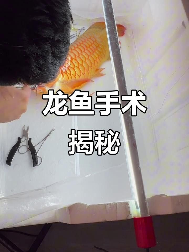 龍魚鰭爛手術(shù)費用是多少 龍魚鰭爛手術(shù)費用是多少 龍魚百科 第5張