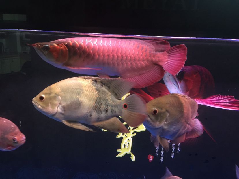 世界最貴的觀賞魚(yú)前十名：血紅龍上榜：世界十大最貴的觀賞魚(yú)排名:血紅龍上榜