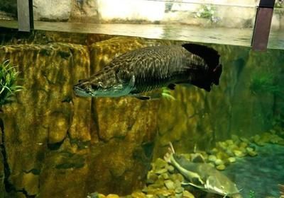 世界最貴的觀賞魚(yú)前十名：血紅龍上榜：世界十大最貴的觀賞魚(yú)排名:血紅龍上榜