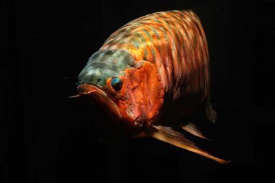紅龍魚頭型有幾類：紅龍魚頭型有幾類，