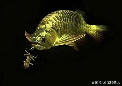 60魚缸養龍魚（60公分的魚缸能不能養龍魚？）
