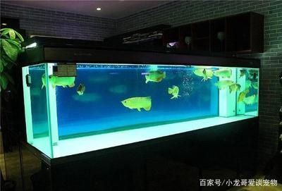 養龍魚魚缸最好的尺寸是多少：養龍魚的最佳尺寸是多少 養龍魚魚缸最好的尺寸是多少：養龍魚的最佳尺寸是多少 龍魚百科 第5張