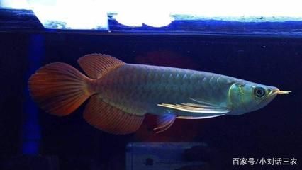 金龍魚配對什么樣子？：金龍魚的配對過程是一種復雜的行為 金龍魚配對什么樣子？：金龍魚的配對過程是一種復雜的行為 龍魚百科 第2張