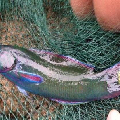 龍魚1000升水下多少鹽 龍魚1000升水下多少鹽 龍魚百科 第2張
