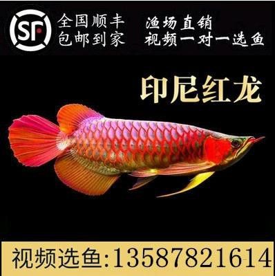 紅龍魚分類及圖片及價格大全大圖 紅龍魚分類及圖片及價格大全大圖 龍魚百科 第18張