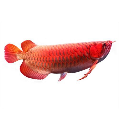 紅龍魚分類及圖片及價格大全大圖 紅龍魚分類及圖片及價格大全大圖 龍魚百科 第21張